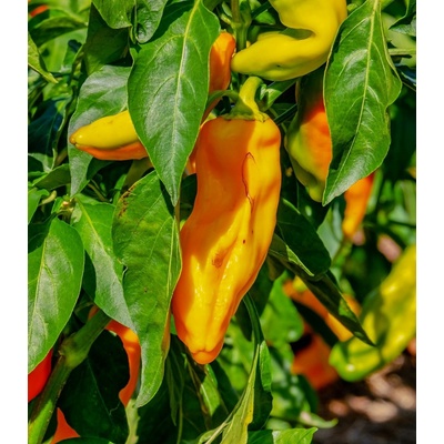 Paprika oranžová Ornela - Capsicum annuum - semienka - 50 ks