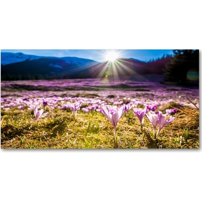 Foto obraz fotografie na skle Krókusy na poli 100x50 cm