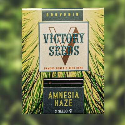Victory Seeds Amnesia Haze semena neobsahují THC 5 ks