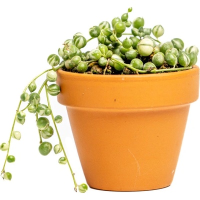 Gardners Senecio herreianus Variegata, průměr 6 cm Starček, Starček převislý