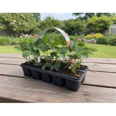 Jahodník 'Diamante' 10 ks v platu zakořeněné – Zboží Mobilmania