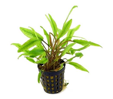 Cryptocoryne undulata