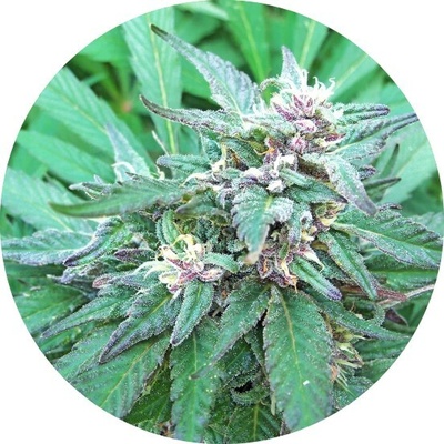 Top Tao Seeds Blueberry Crystal regular semienka neobsahujú THC 10 ks