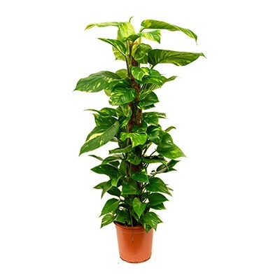 Gardners Epipremnum aureum s kokosovou vzpěrou, průměr 17-19 cm Šplhavník