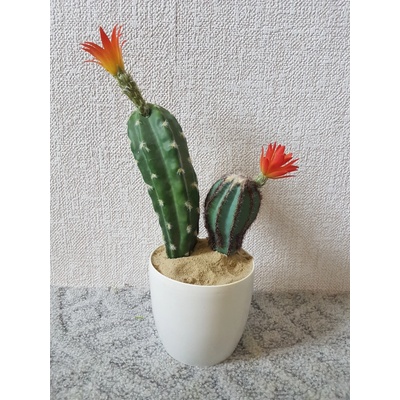Kvitnúci kaktus 25cm