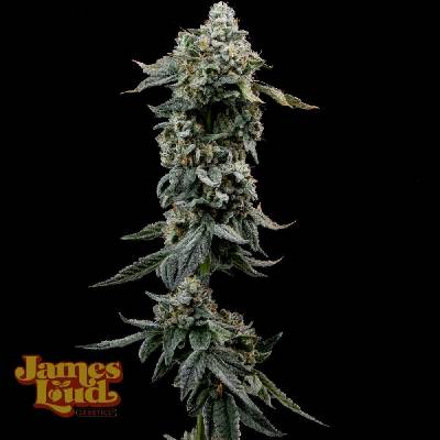 James Loud Genetics Heavy Z semena neobsahují THC 3 ks