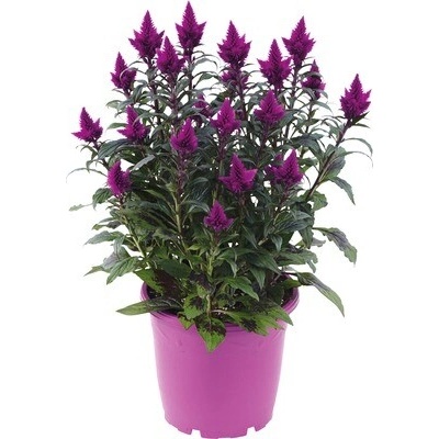 Nevadlec hřebenitý FloraSelf Celosia argentea caracas květináč Ø 25 cm
