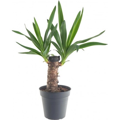 Juka pokojová, Yucca, 1 výhon, průměr květináče 14 cm – Zboží Mobilmania