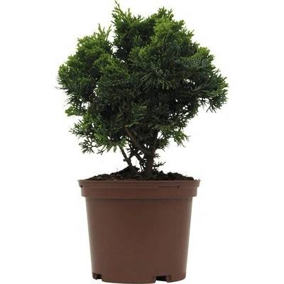 Cypruštek tupolistý malý FloraSelf Chamaecyparis obtusa 'Nana Gracilis' výška 15-20 cm kvetináč 2 l