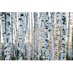 DIMEX ART Флизелинов фототапет брезови стволове 375 x 250 см