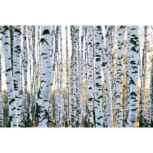 DIMEX ART Флизелинов фототапет брезови стволове 375 x 250 см