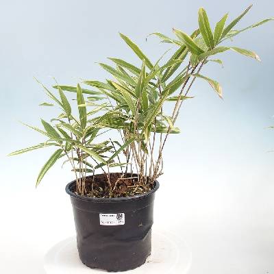 e-bonsai Venkovní bonsai - Sasaella masamuneana Albostriata - Bambus panašovaný
