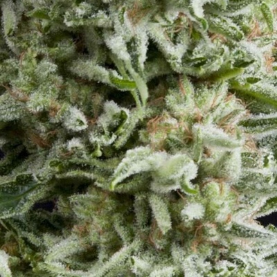 Pyramid Seeds AUTO Amnesia Gold semena neobsahují THC 5 ks