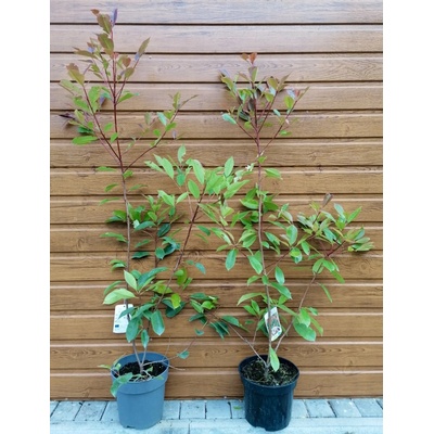 Červienka Fraserova (Photinia fraseri ´Red Robin´) veľkosť 120-160cm