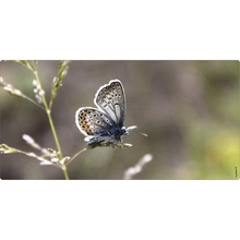 mySPOTTI Koupelnová zádní stěna aqua Schmetterling 90x45 cm