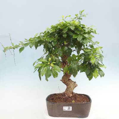 pokojov bonsai - Heureka.cz