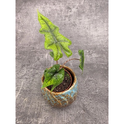 Alocasia Jacklyn mini