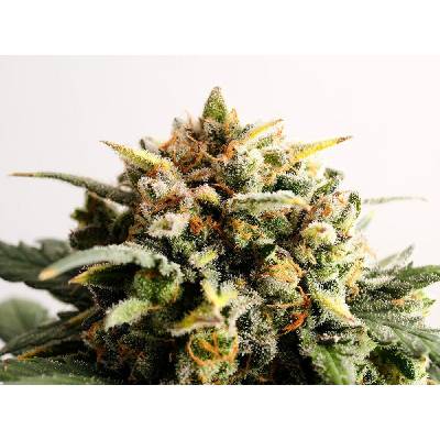 Kannabia Seeds Speedy Boom AUTO semena neobsahují THC 3 ks