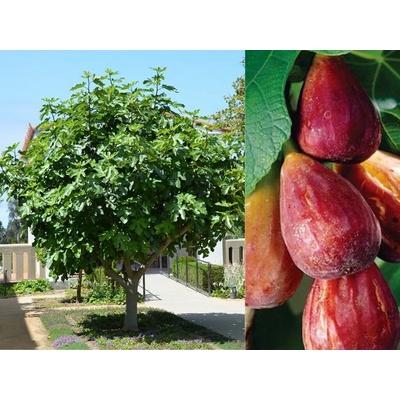 Figovník Portogallo na 80-100cm kmienku, výška 140-180 cm, kvetináč 10 l