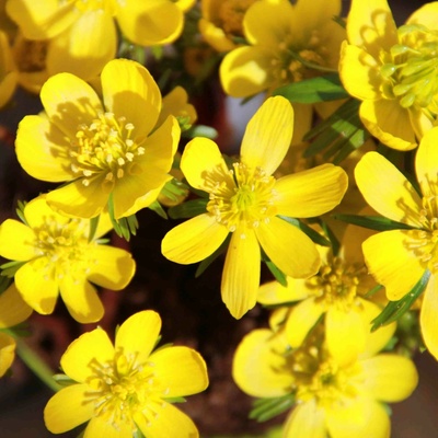 Talovín zimní květináč 9cm – Zboží Dáma