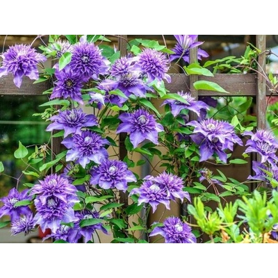 Plamienok Multi Blue, výška 50-60 cm, kvetináč 15 cm