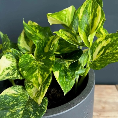 Epipremnum Pothos N-joy gold