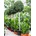 Ficus microcarpa ‘Nitida’ stem 70x280 cm