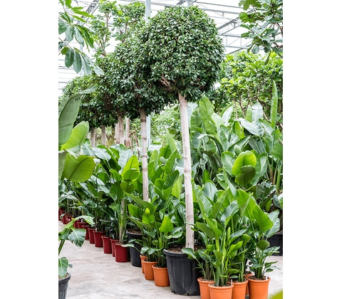 Ficus microcarpa ‘Nitida’ stem 70x280 cm