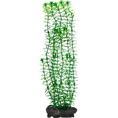 Tetra Egeria densa (Anacharis ) 30 cm
