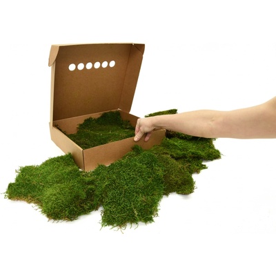 Stabilizovaný plochý mech (Flat Moss) Canopy | Zelený | 36x36cm – Zboží Mobilmania