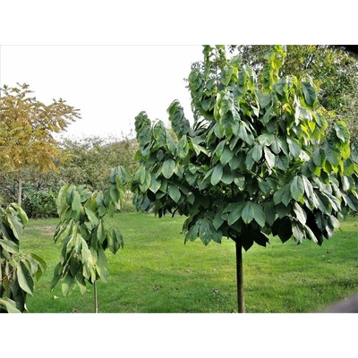 Ásimina trojlaločná Prima 1216, výška 70-100 cm, kvetináč 3 l