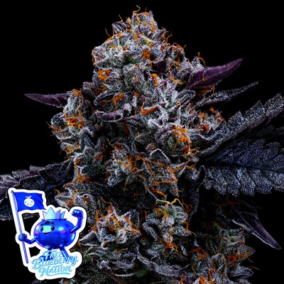 Free Blueberry Nation Anesia Seeds semena neobsahují THC 3 ks