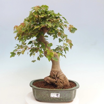 e-bonsai Venkovní bonsai - Acer Buergerianum - Javor Burgerův