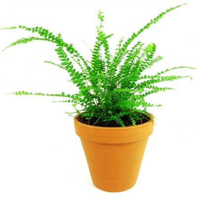 Gardners Nephrolepis cordifolia Duffii, průměr 6 cm Ledviník