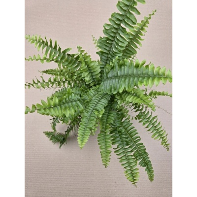 Nephrolepsis Green Lady 12 cm