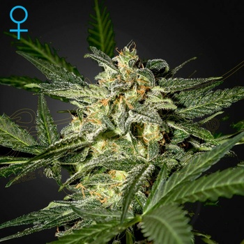 Green House Seed White Widow Auto semena neobsahují THC 5 ks