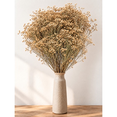 Sušený Broom Bloom přírodní, kytice/svazek 100g