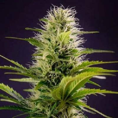 PowerStrains Silver Haze Original semena neobsahují THC 5 ks