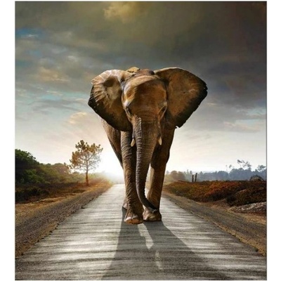 DIMEX ART Флизелинов фототапет разхождащ се слон 225 x 250 см
