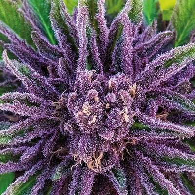 Anesia Seeds Purple Thai semienka neobsahujú THC 10 ks