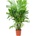 Areca Triandra 24x150 cm