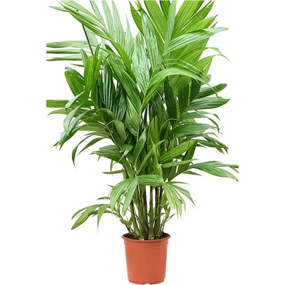 Areca Triandra 24x150 cm