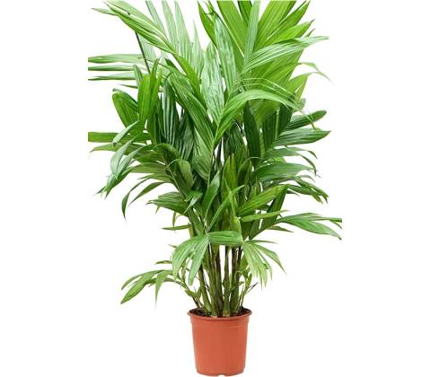 Areca Triandra 24x150 cm