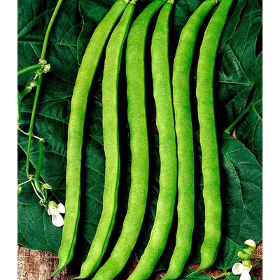 BIO fazuľa popínavá Neckarkönigin - Phaseolus vulgaris - bio semená fazule - 15 ks