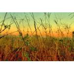 DIMEX ART Флизелинов фототапет плевели 375 x 250 см