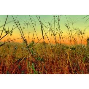 DIMEX ART Флизелинов фототапет плевели 375 x 250 см
