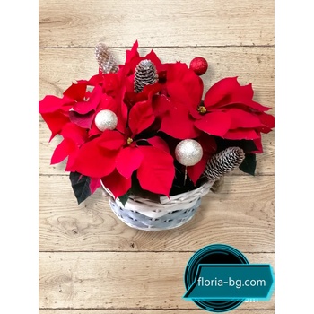 Image 1 of АРАННЖИРОВКА С КОЛЕДНА ЗВЕЗДА