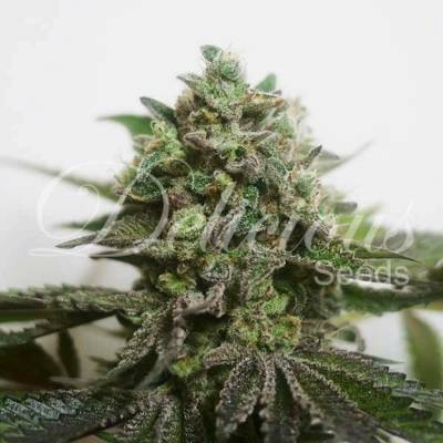 Delicious Seeds Delimed CBD Plus semena neobsahují THC 3 ks