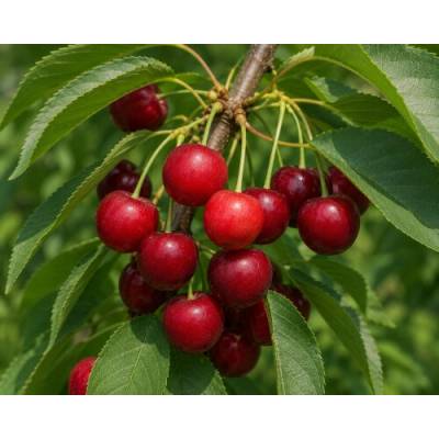 Stĺpovitá višňa (Prunus cerasus) ‘JOANNA’ - výška 110-130 cm, kont. C7L