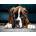 Norimpex - Puzzle Diamant painting: Dog eyes II 30x40cm - 1 - 39 piese